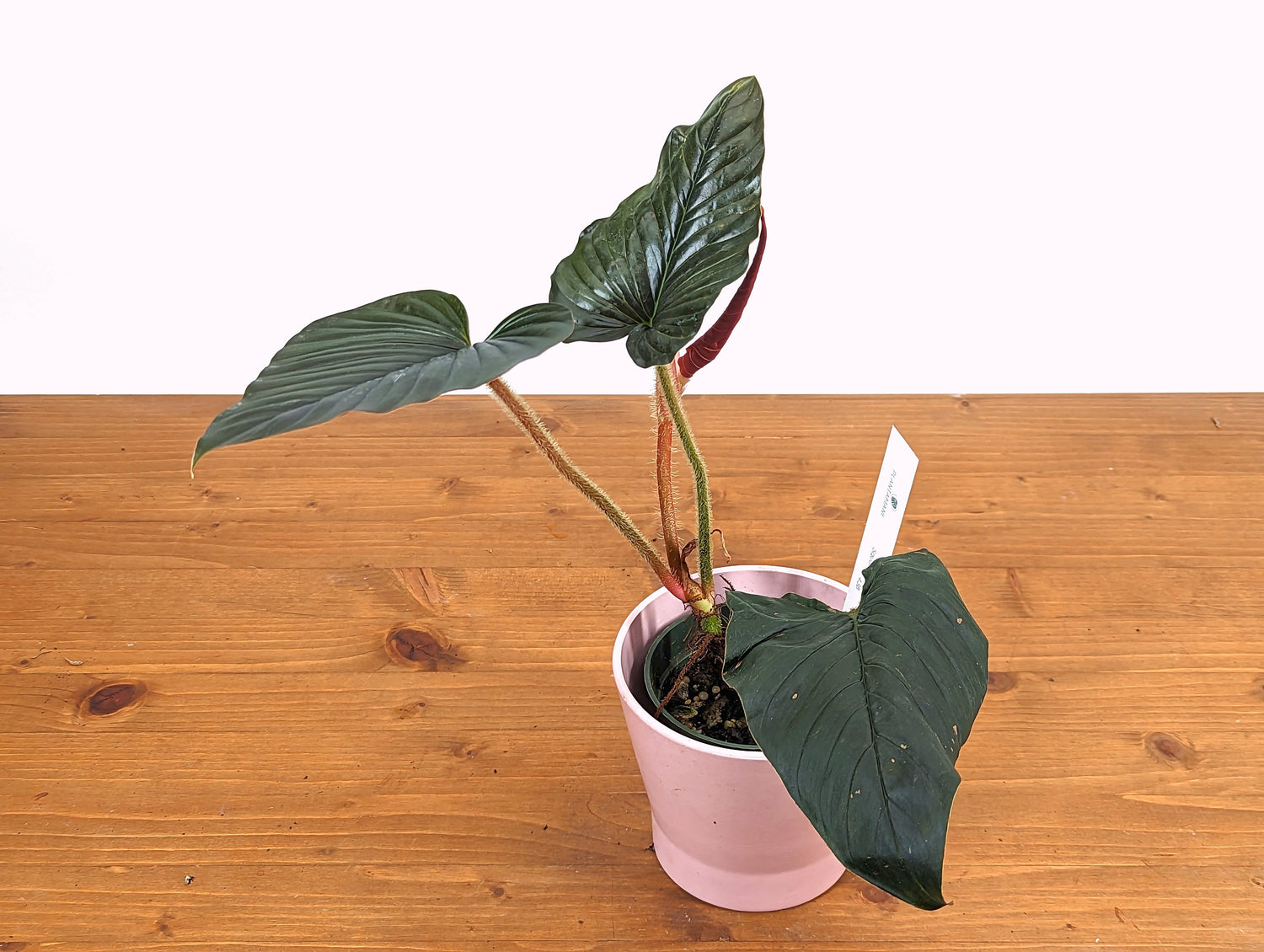 Philodendron squamicaule Pink - EXACT Plant Pictured 