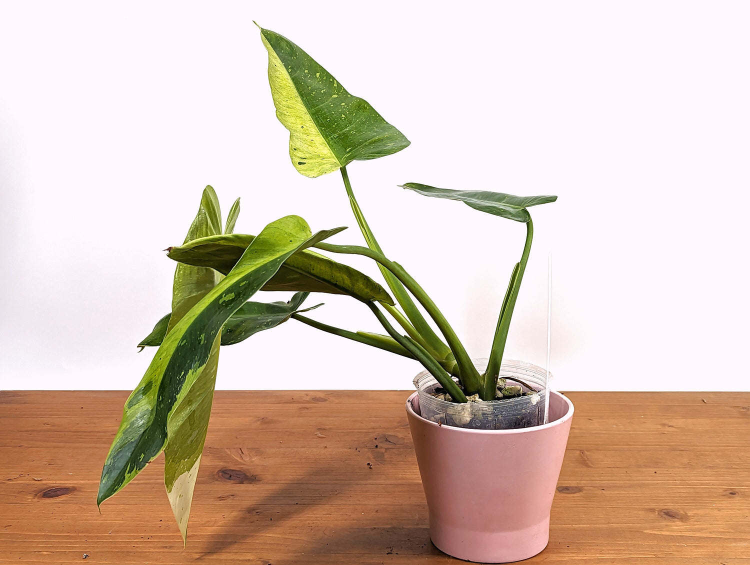 Philodendron Jose Buono Albo and Aurea Color- Exact Plant Pictured Variegated [43B] Over 12&quot; tall