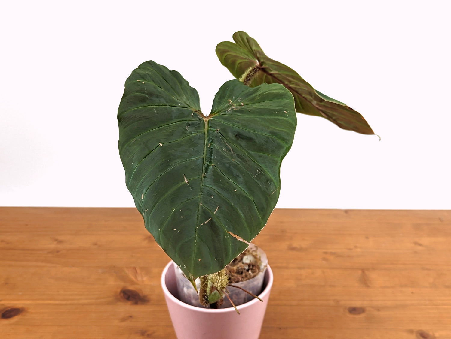 Philodendron serpens x verrucosum - Exact Plant Pictured 