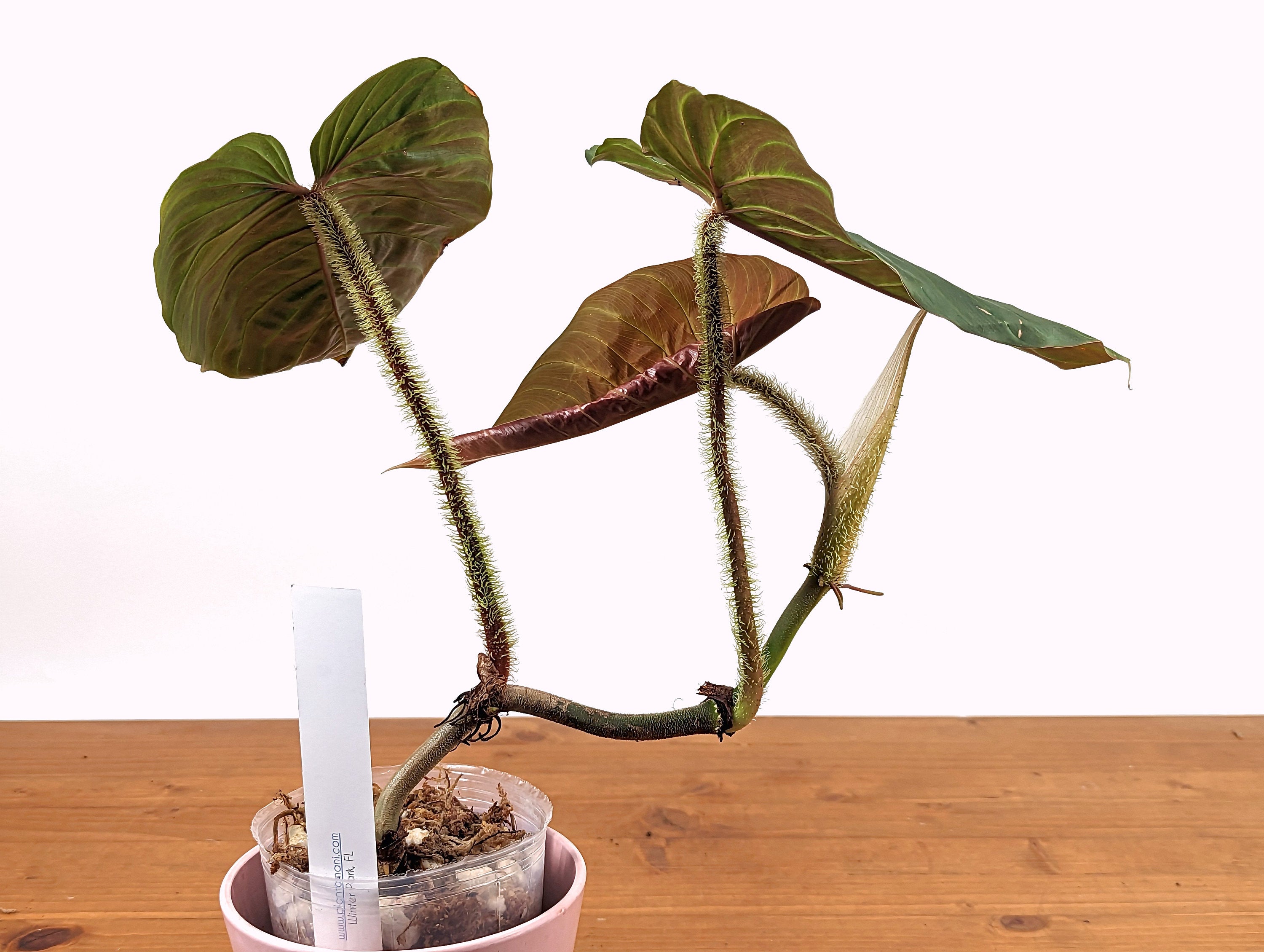 Philodendron serpens x verrucosum - Exact Plant Pictured 
