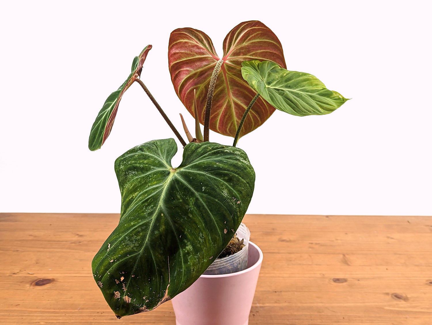 Philodendron verrucosum Amazon Sunset Exact Plant 4 Inch Pot [43A] Beautiful Red Color Back