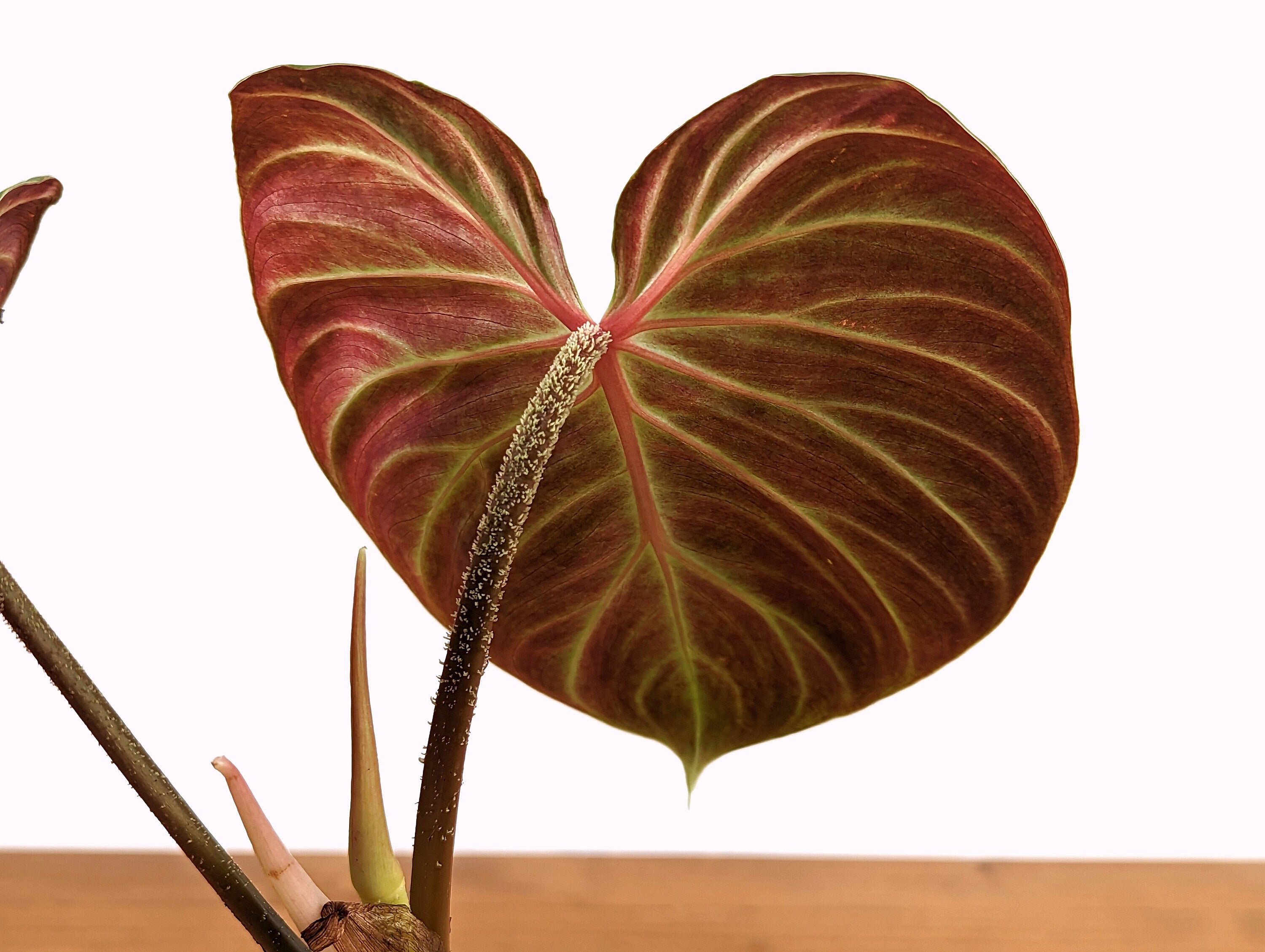 Philodendron verrucosum Amazon Sunset Exact Plant 4 Inch Pot [43A] Beautiful Red Color Back