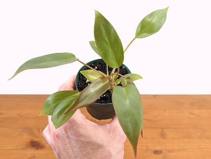 Philodendron atabapoense 3 Inch Pot Starter Plant