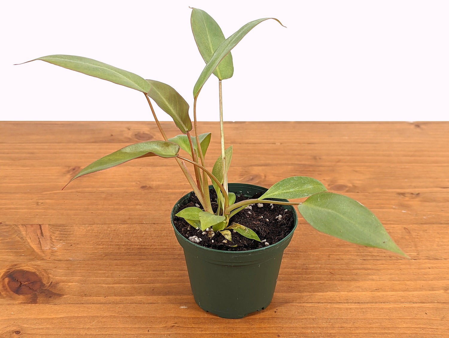 Philodendron atabapoense 3 Inch Pot Starter Plant