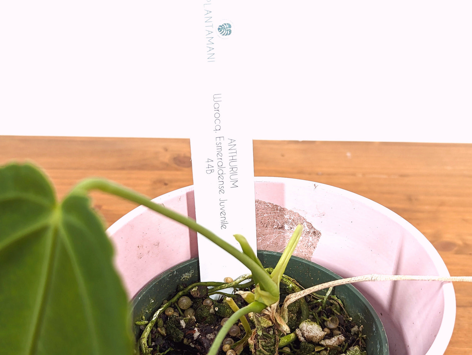 Warocqueanum Esmeralda Anthurium in 4 Inch Pot - Exact Plant 