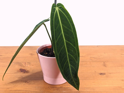 Anthurium Warocqueanum Queen Exact Plant 2 Mature Leaves 4 inch pot 