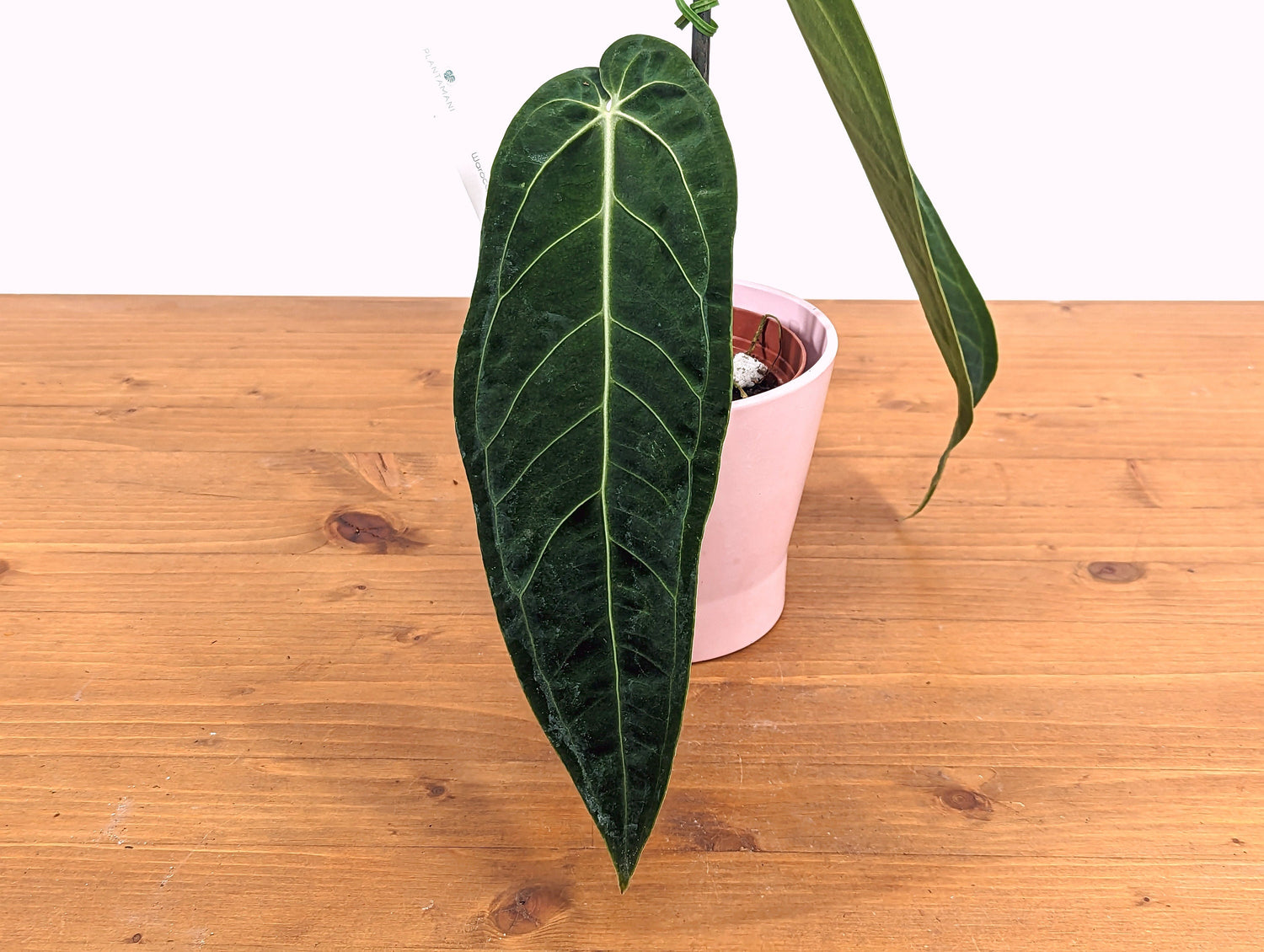 Anthurium Warocqueanum Queen Exact Plant 2 Mature Leaves 4 inch pot 