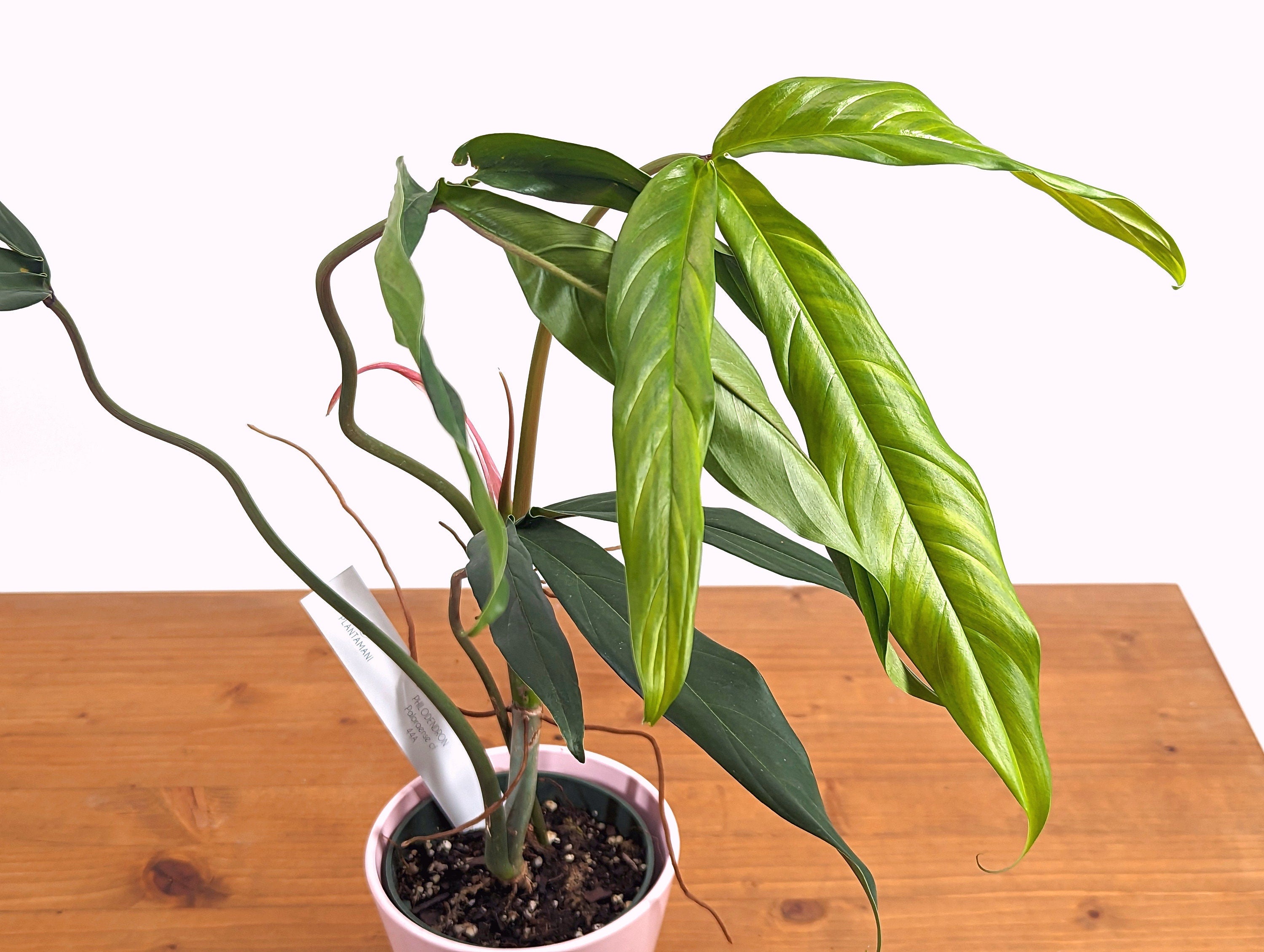 Philodendron Paloraense cf