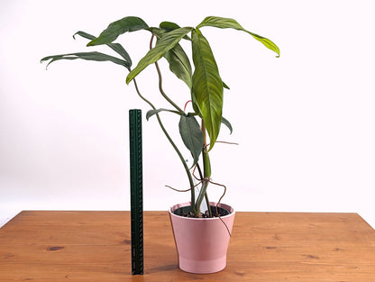 Philodendron Paloraense CF 4 inch pot