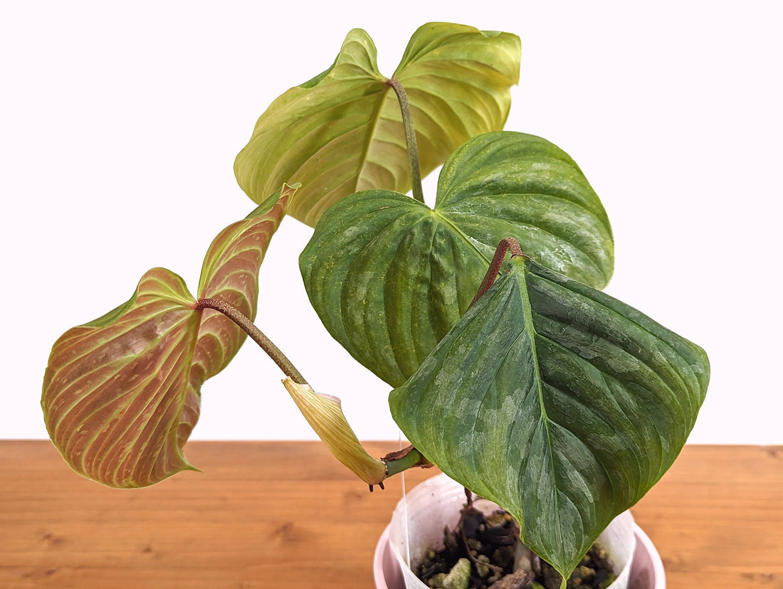 Philodendron Majestic (Sodiroi x Verrucosum)