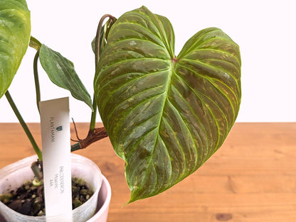 Philodendron Majestic (Sodiroi x Verrucosum)