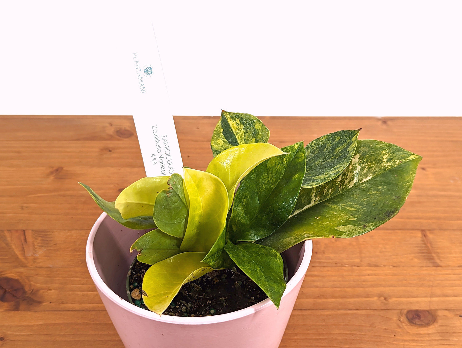 Variegated ZZ Plant Zamioculcas zamiifolia  - 4 inch pot - Pick Your Exact Plant