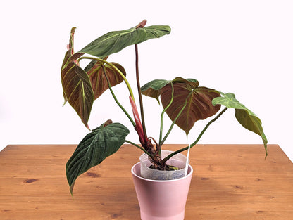 Exact Rubrijuvenile Philodendron El Choco Red - 4 inch pot 