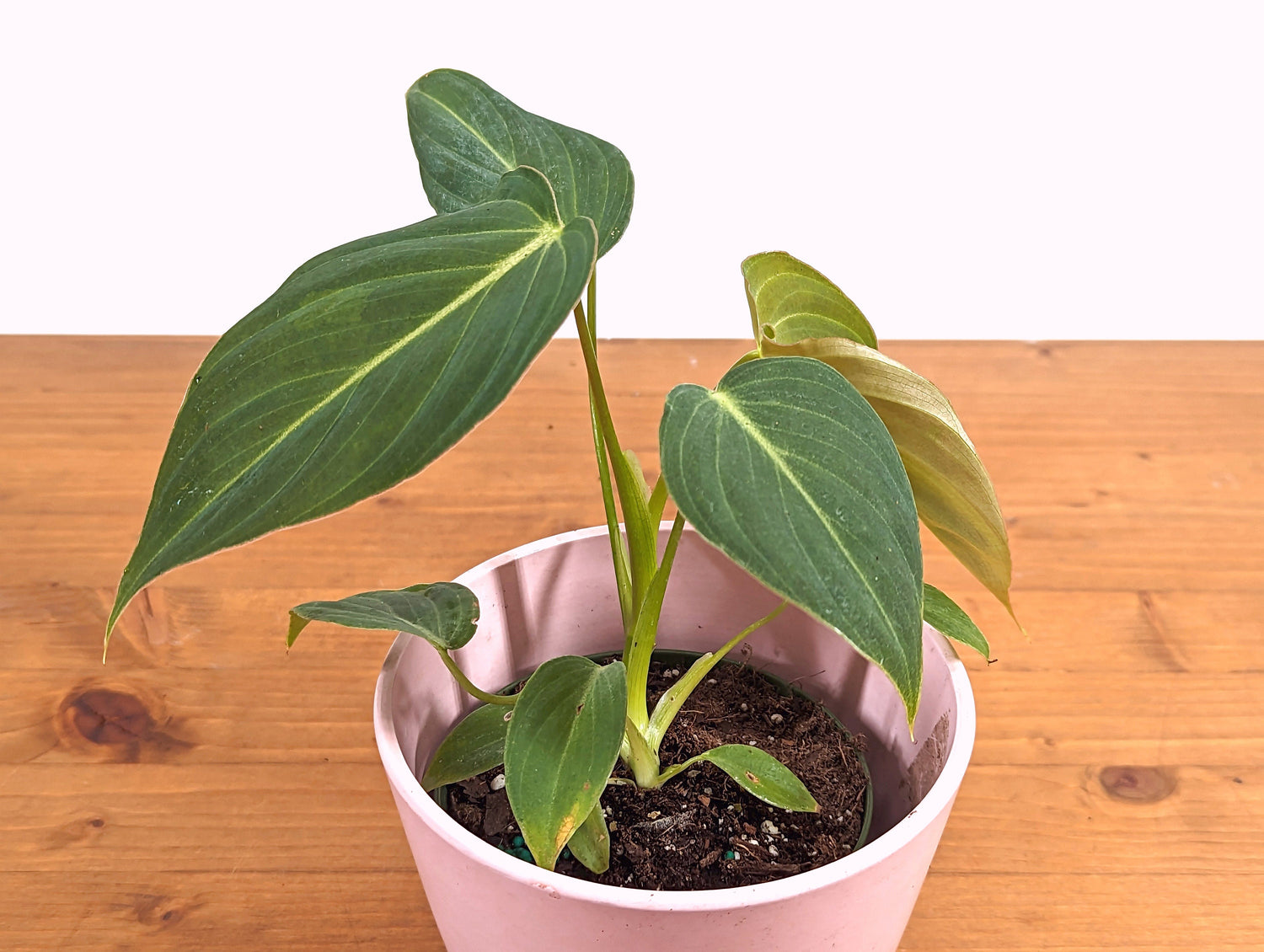 Philodendron Glorious 4 Inch Pot Live Tropical Indoor House Plant