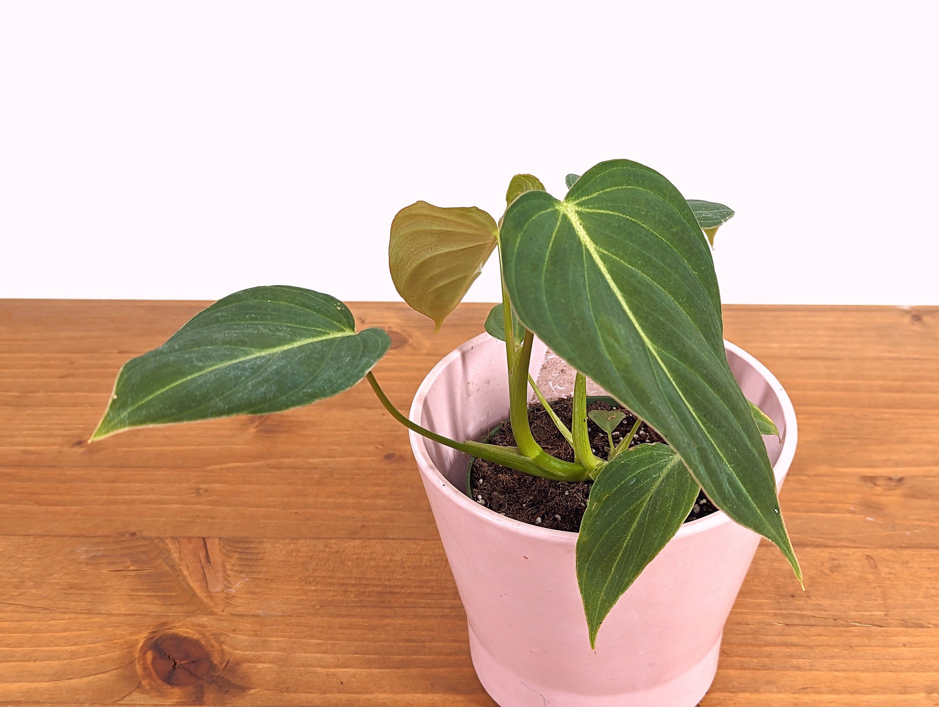 Philodendron Glorious 4 Inch Pot Live Tropical Indoor House Plant