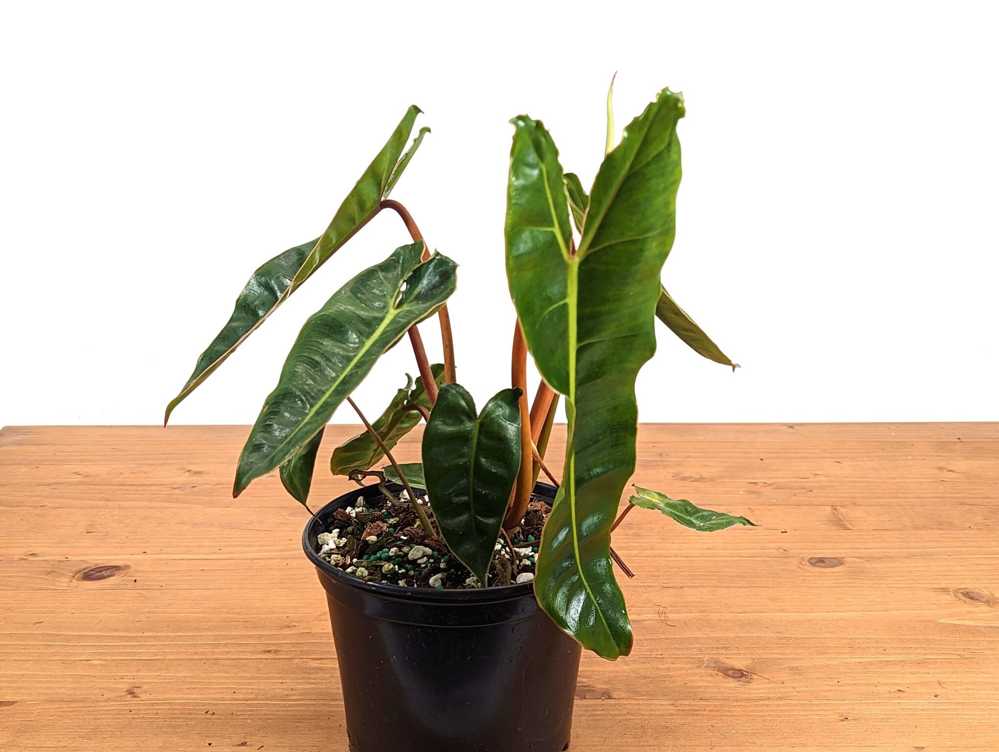 Billietiae Philodendron 6 inch pot