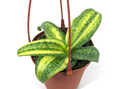 Variegated Leopard Lily (Drimiopsis maculata) 4.5&quot; Hanging Basket