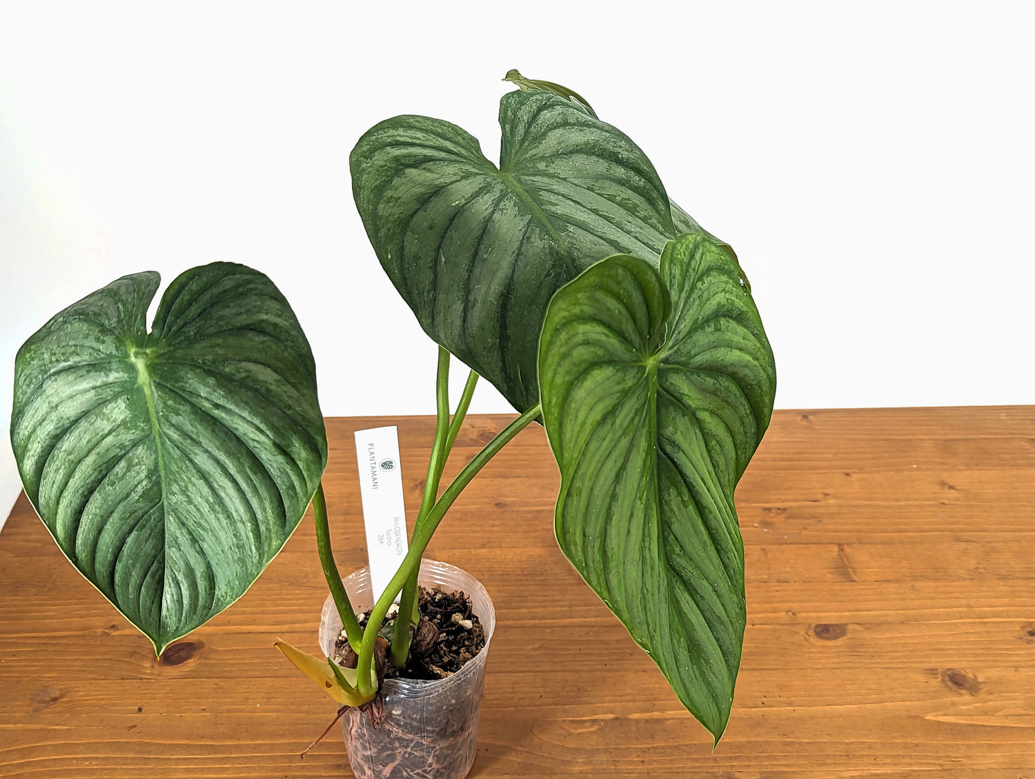 Sodiroi aff Philodendron in 4 inch pot Live Tropical House Plant