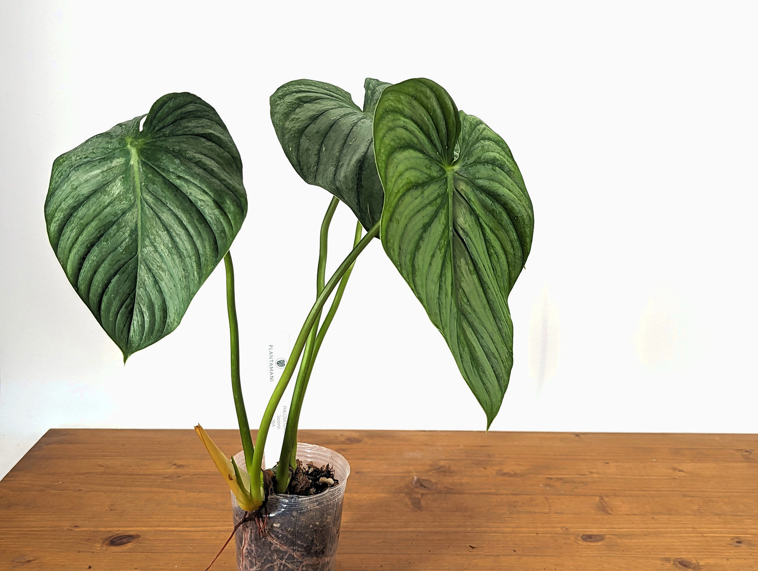 Sodiroi aff Philodendron in 4 inch pot Live Tropical House Plant