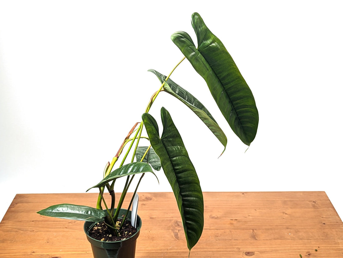 Philodendron sp Felix