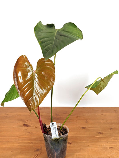 Philodendron lynamii - XL - 4 Inch Pot