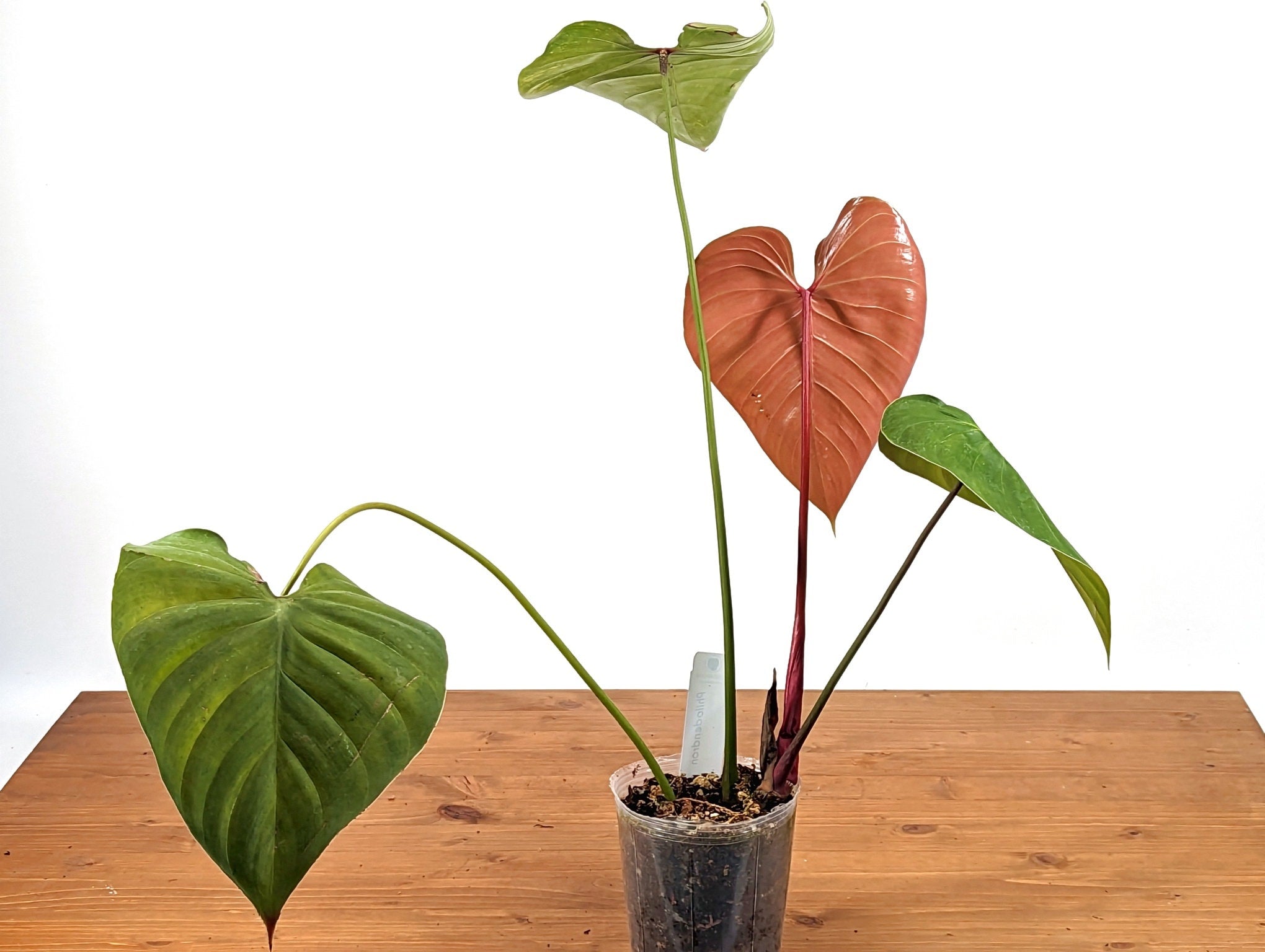 Philodendron lynamii - XL - 4 Inch Pot