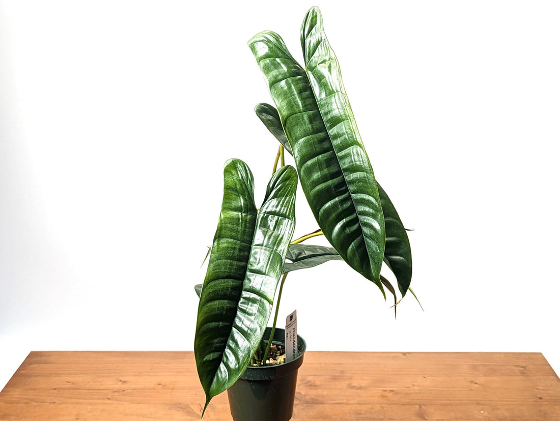 Philodendron sp Felix