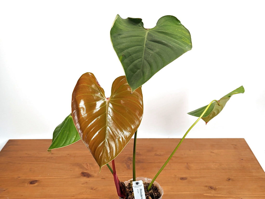Philodendron Lynamii