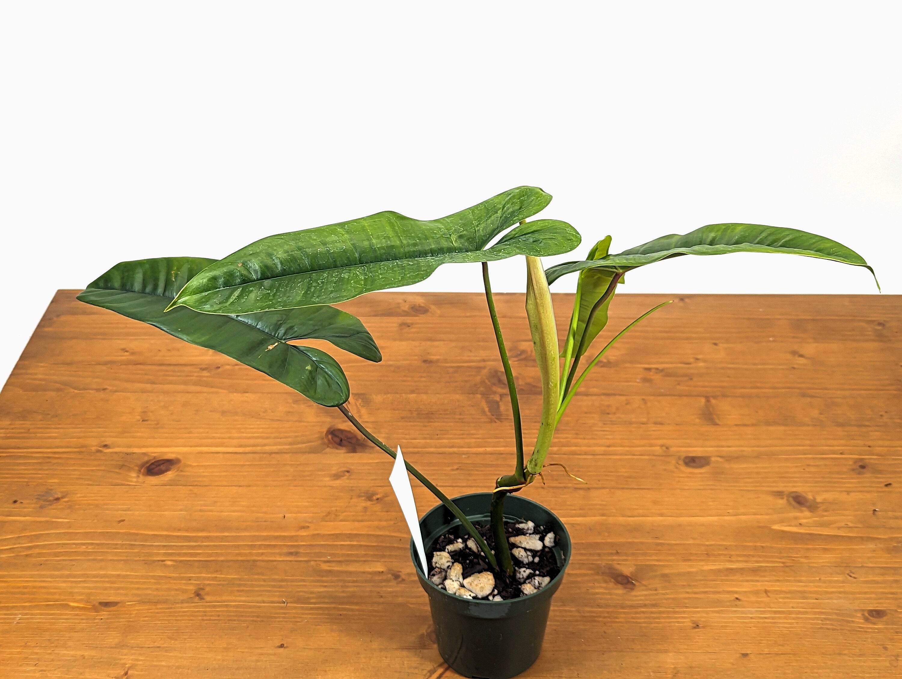 Felix  Philodendron in 4 inch pot Rare Indoor Live Tropical House Plant Origin: Colombia