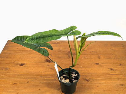 Felix  Philodendron in 4 inch pot Rare Indoor Live Tropical House Plant Origin: Colombia