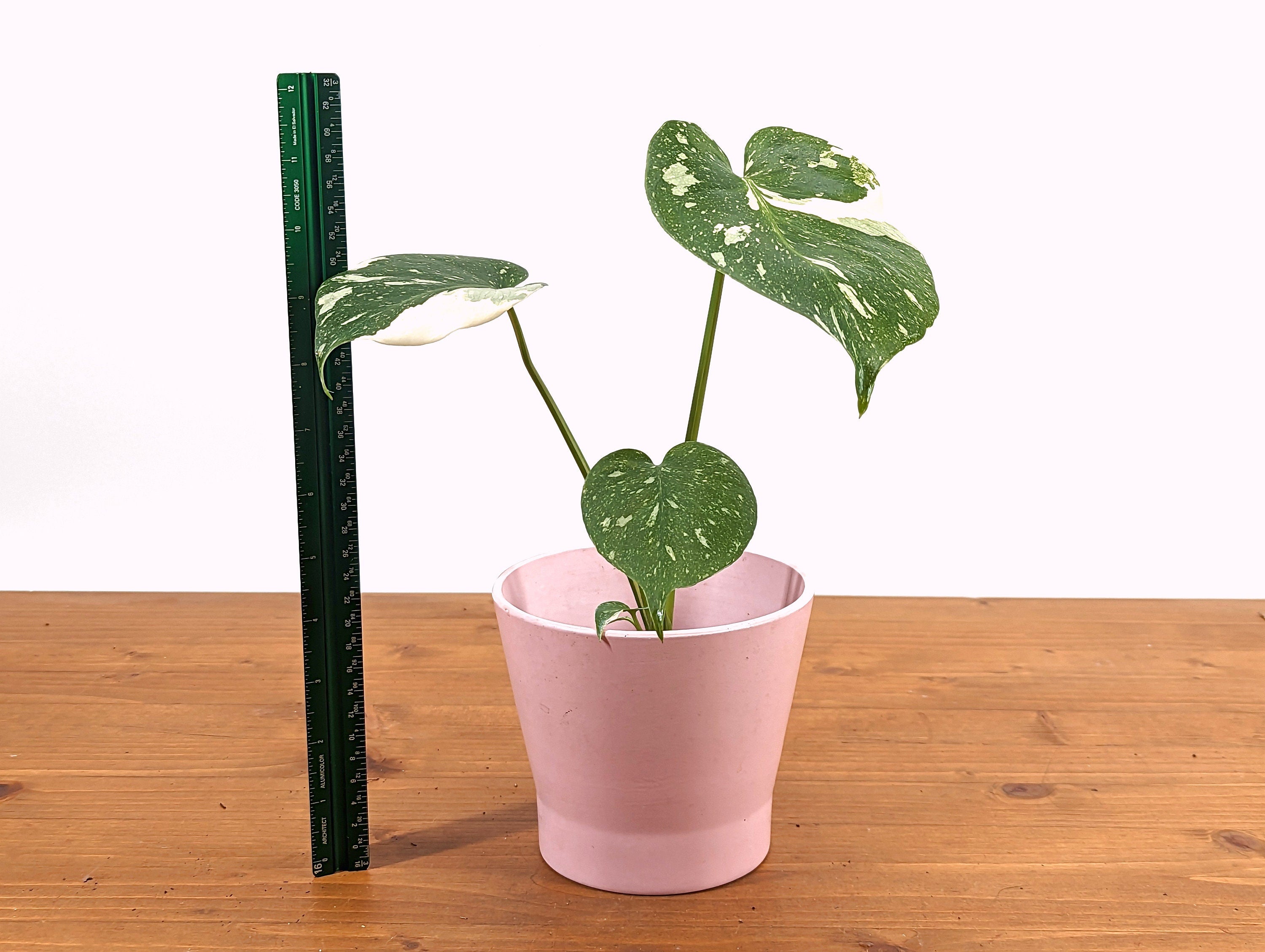 Monstera Thai Constellation 3 inch pot Approximately 8-12&quot; tall