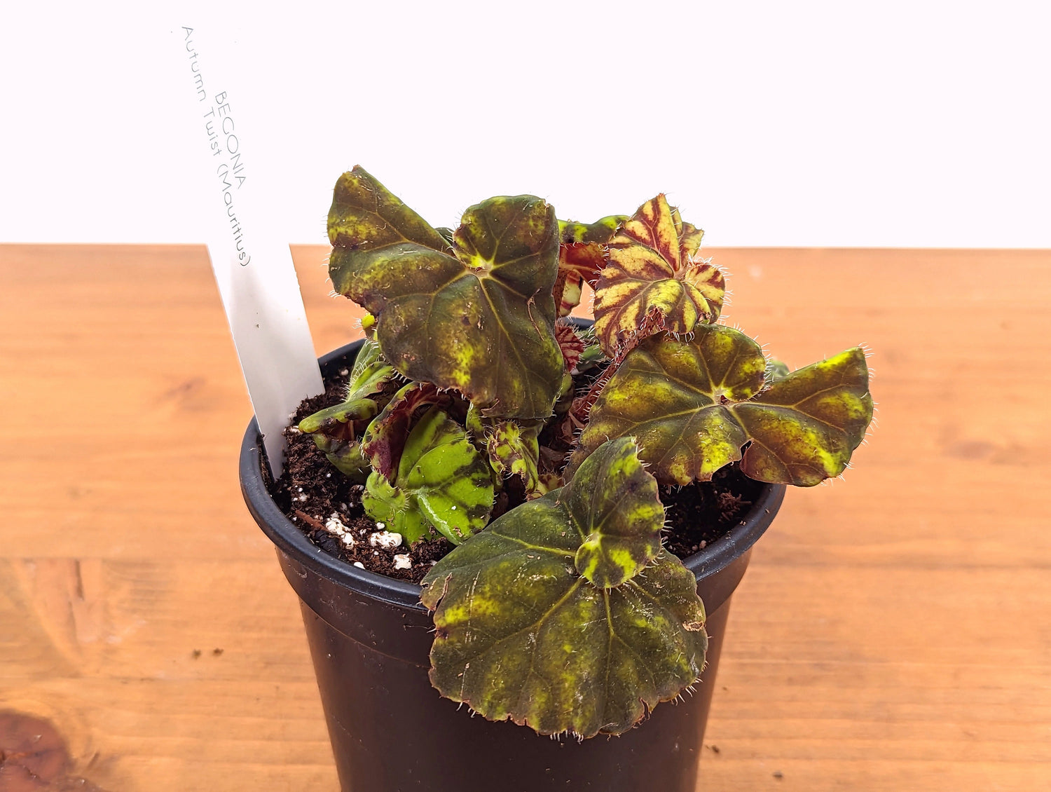 Begonia Rex Autumn Twist Mauritius Live Indoor Houseplant in 4 Inch Nursery Pot