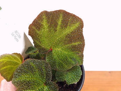 Begonia Soli Mutata - Live Indoor Houseplant in 4 Inch Nursery Pot