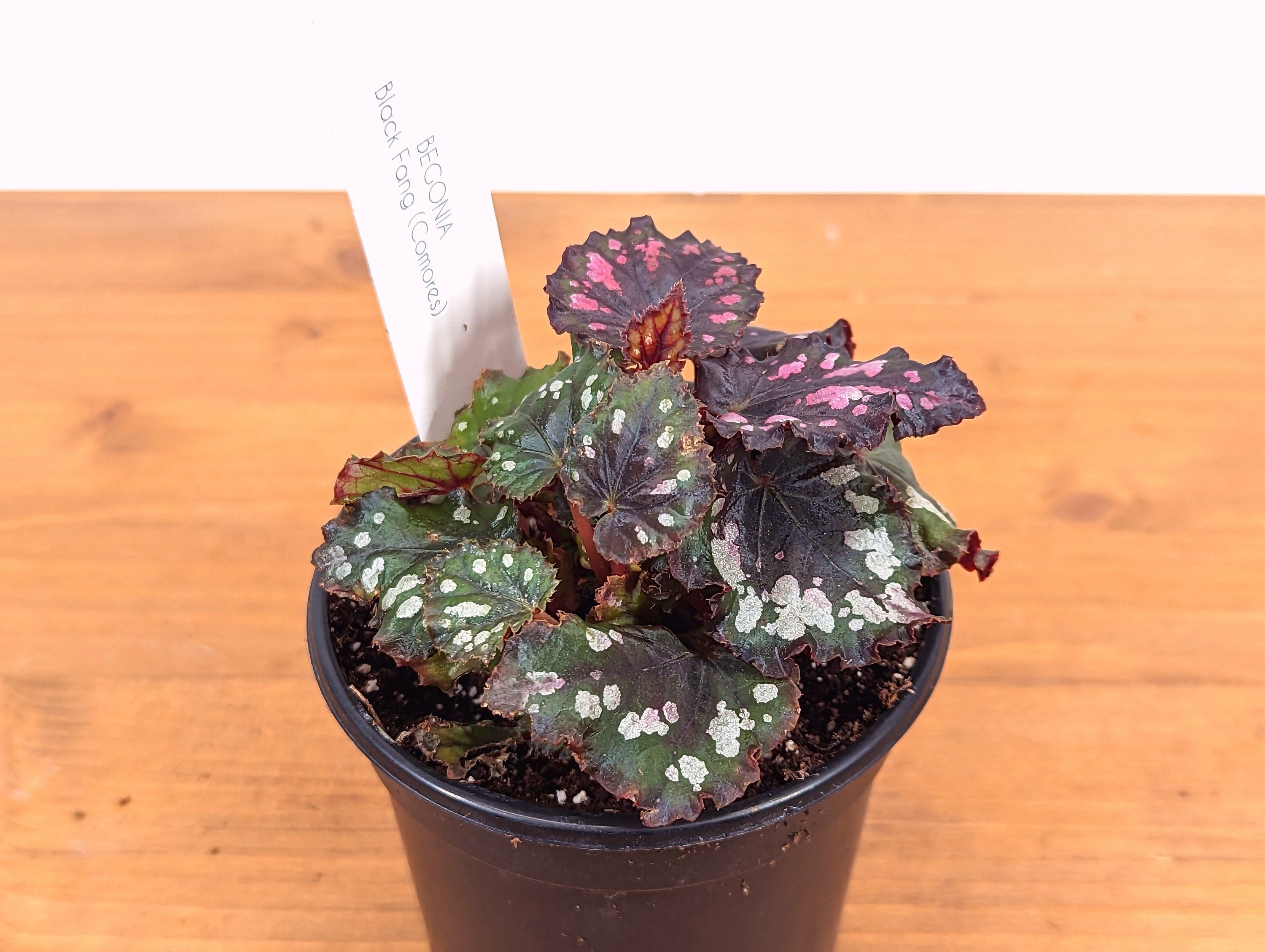 Begonia Black Fang Comores - Live Indoor Houseplant in 4 Inch Nursery Pot