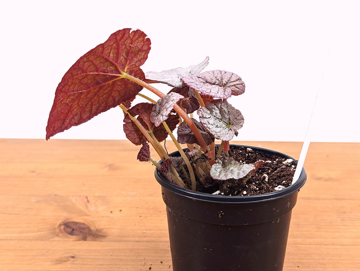 Begonia Arctic Breeze Chayo - Live Indoor Houseplant in 4 Inch Nursery Pot