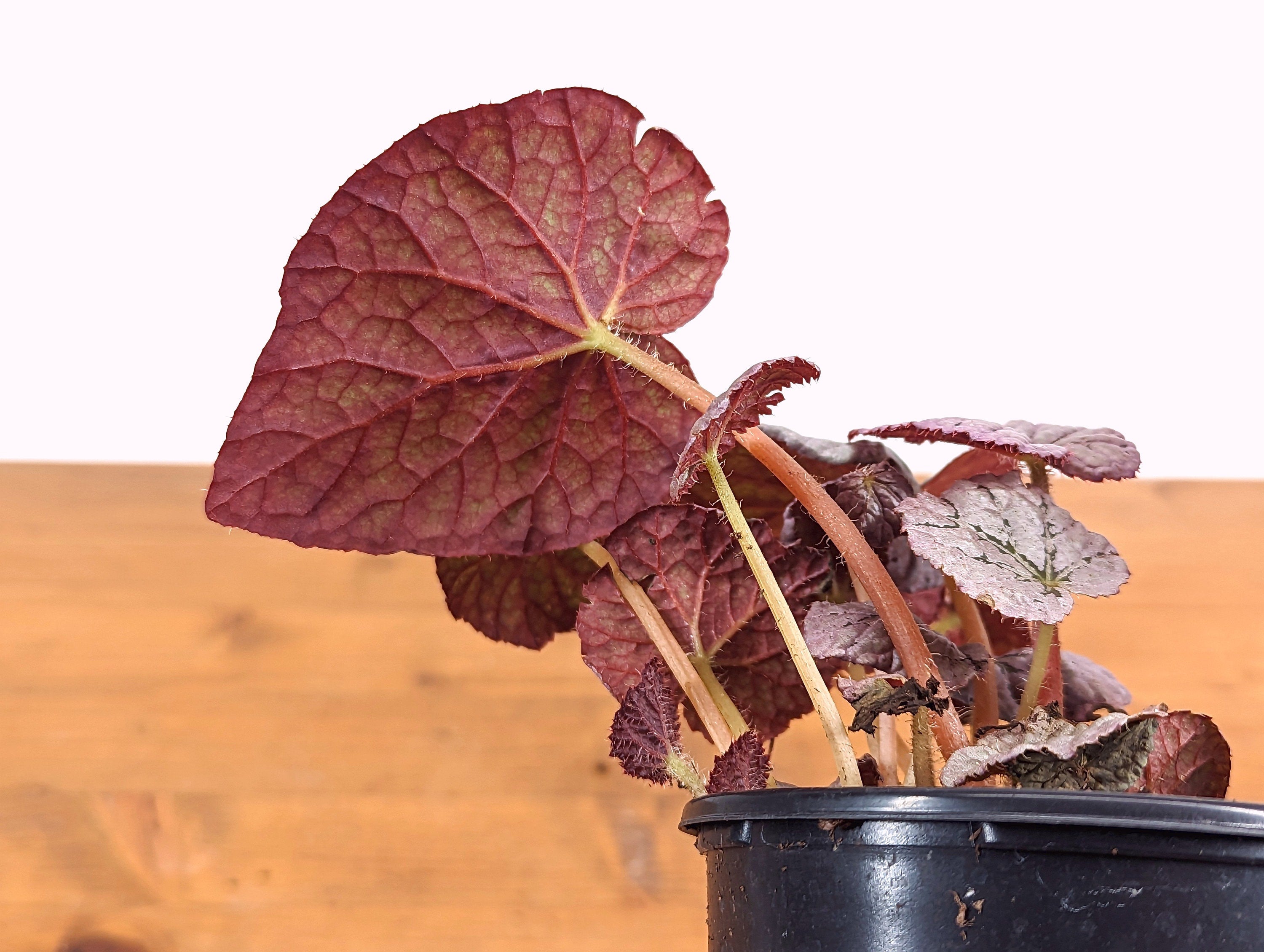 Begonia Arctic Breeze Chayo - Live Indoor Houseplant in 4 Inch Nursery Pot