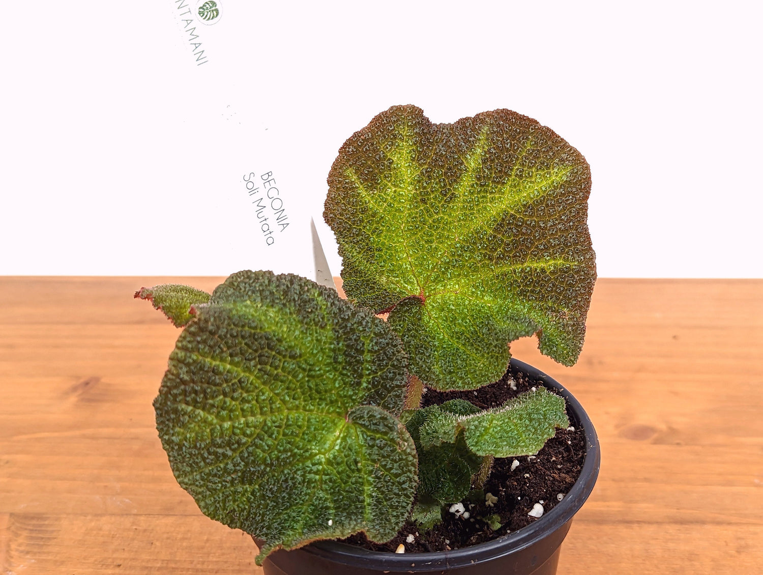 Begonia Soli Mutata - Live Indoor Houseplant in 4 Inch Nursery Pot