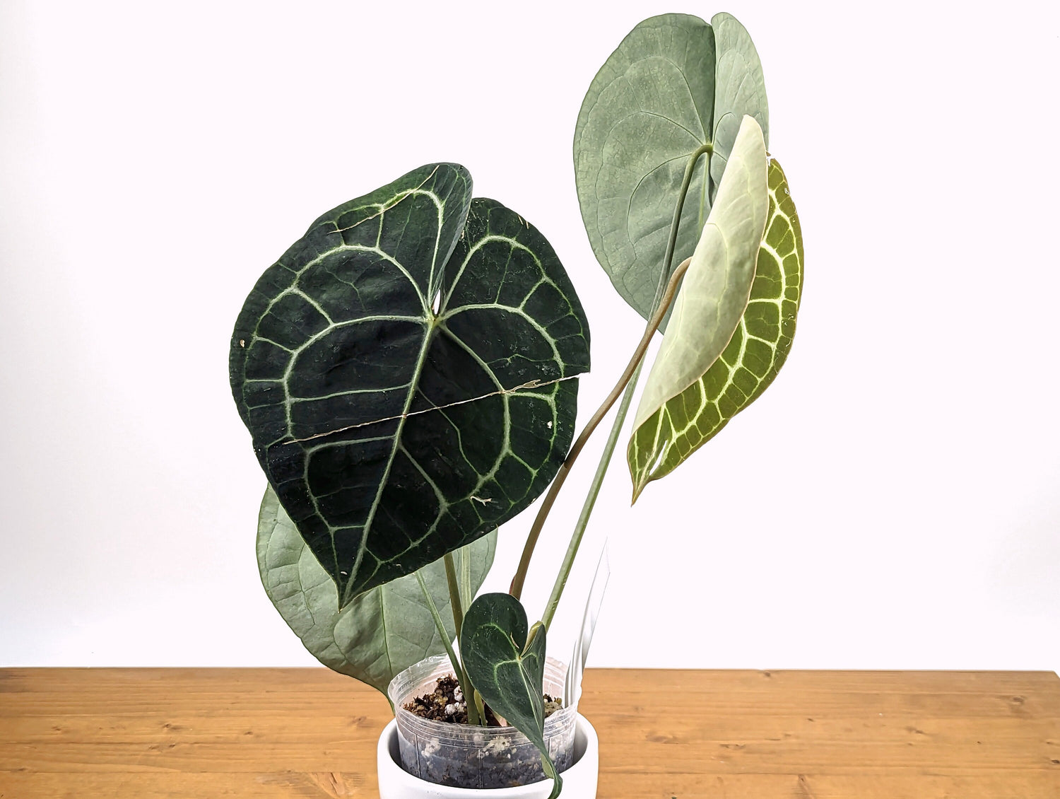 XL Clarinervium Anthurium King Over 16&quot; tall in 4 Inch Nursery Pot Live Tropical Indoor House Plant - Great Gift Idea!