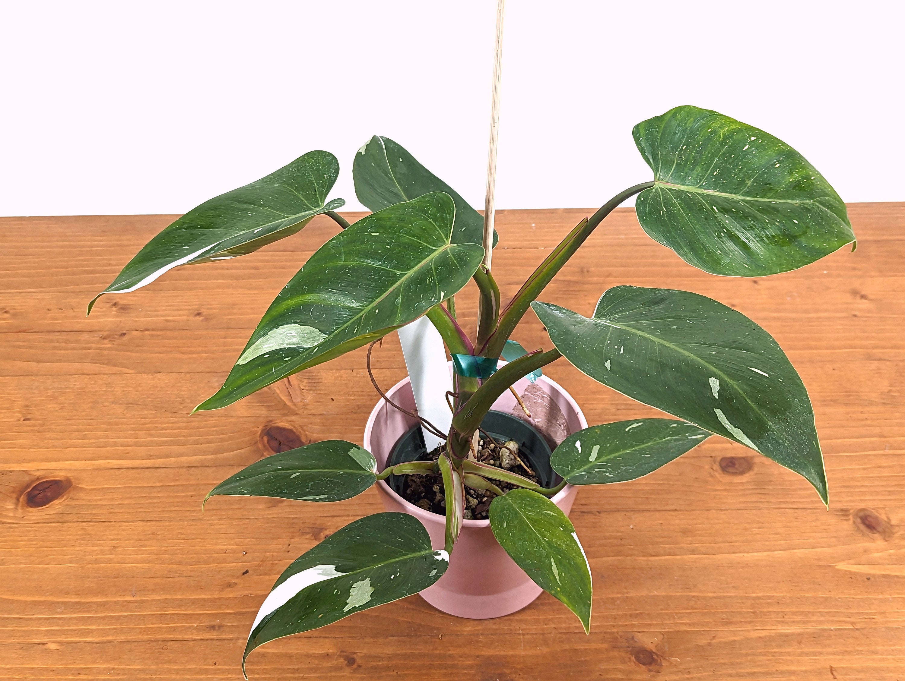 Philodendron White Princess Tricolor Pink 