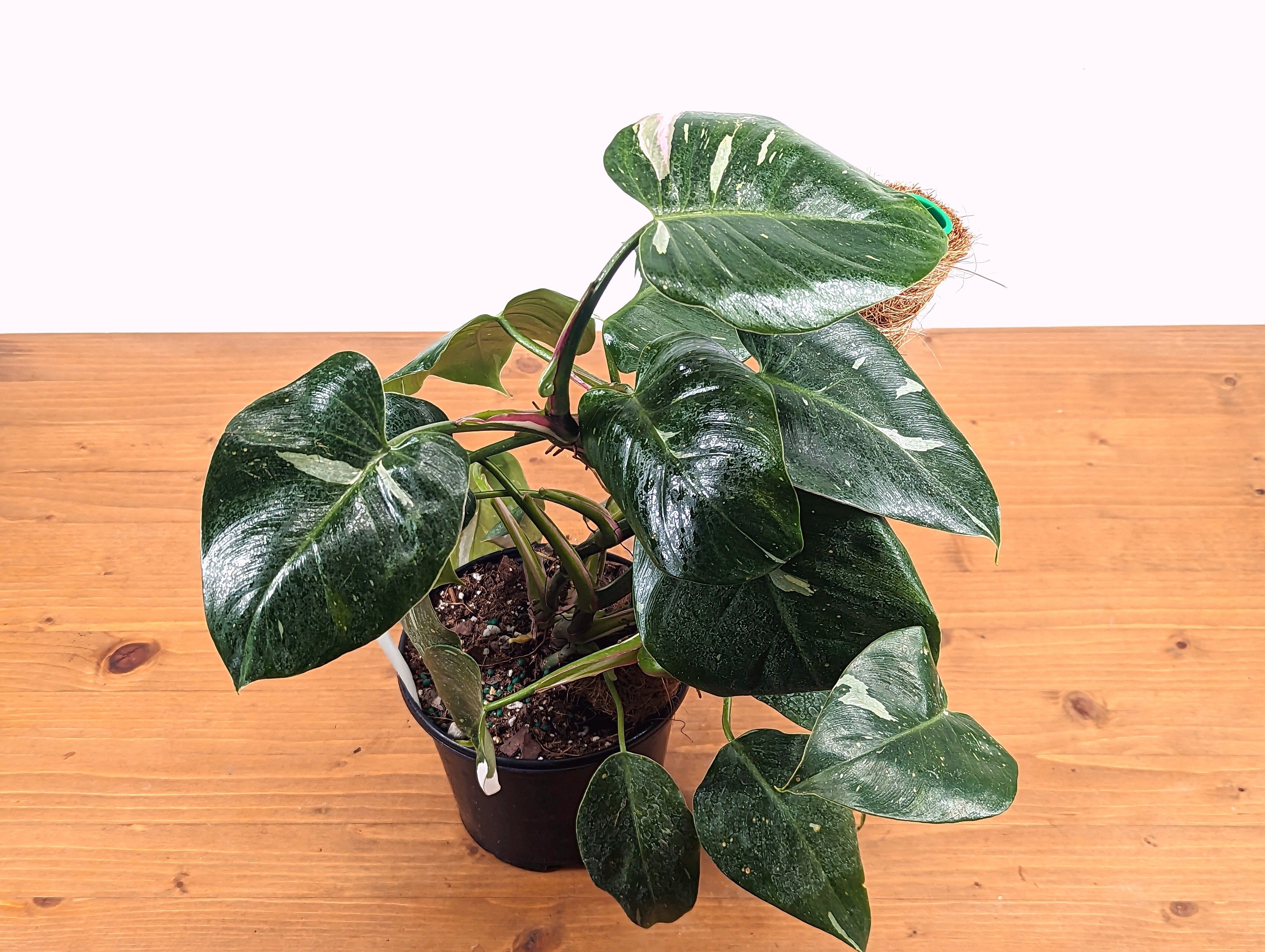 Tricolor White Princess Philodendron Exact Extra Large Plant 