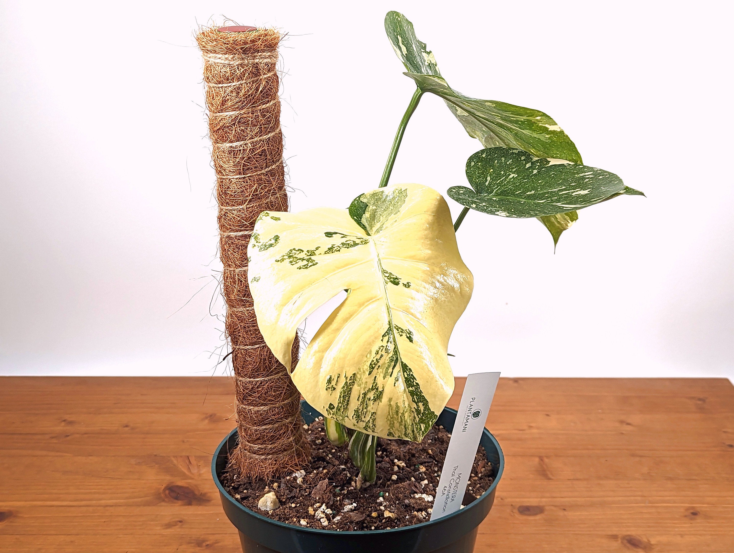 HIGh Color Thai Constellation Monstera Creme Brulee Live Houseplant 6 inch pot Exact Plant Pictured 
