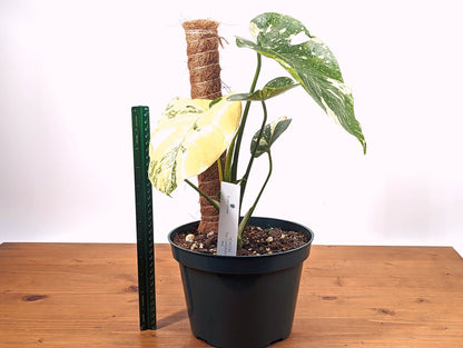 HIGh Color Thai Constellation Monstera Creme Brulee Live Houseplant 6 inch pot Exact Plant Pictured 