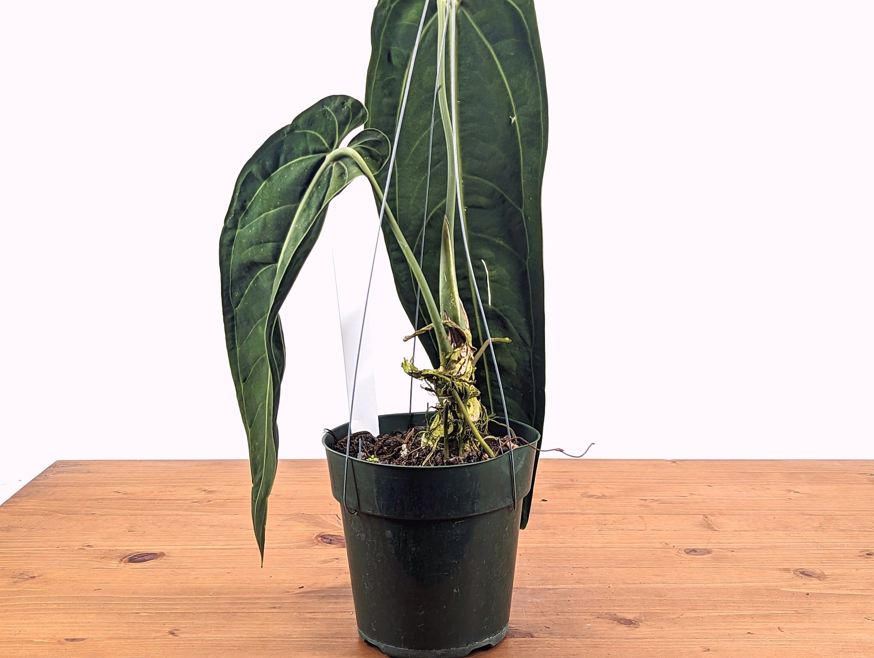 Exact Warocqueanum Queen Anthurium - Plant Over 18&quot; Tall in 6 inch pot hanging basket Mature Plant Large Chonk