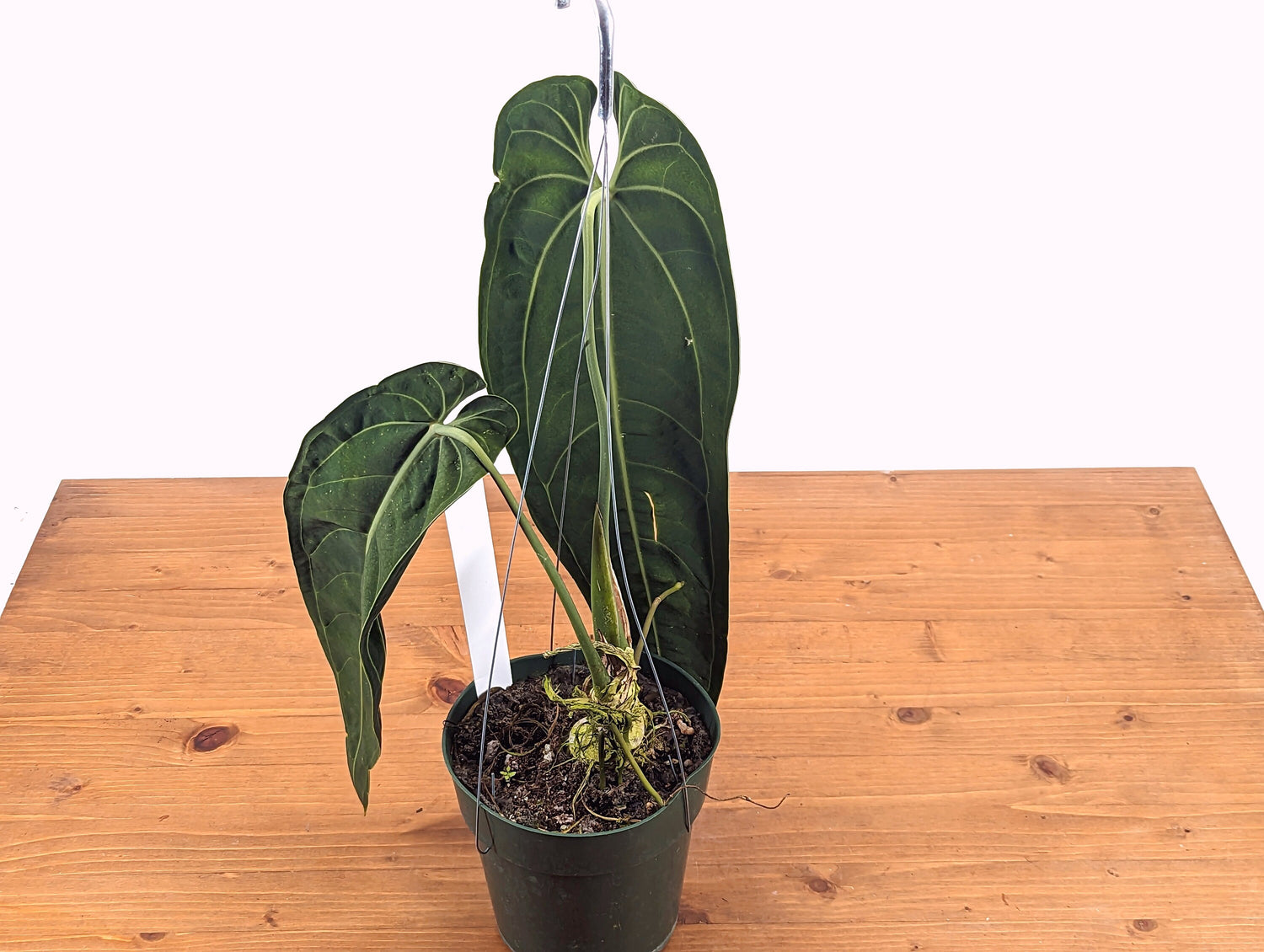 Exact Warocqueanum Queen Anthurium - Plant Over 18&quot; Tall in 6 inch pot hanging basket Mature Plant Large Chonk