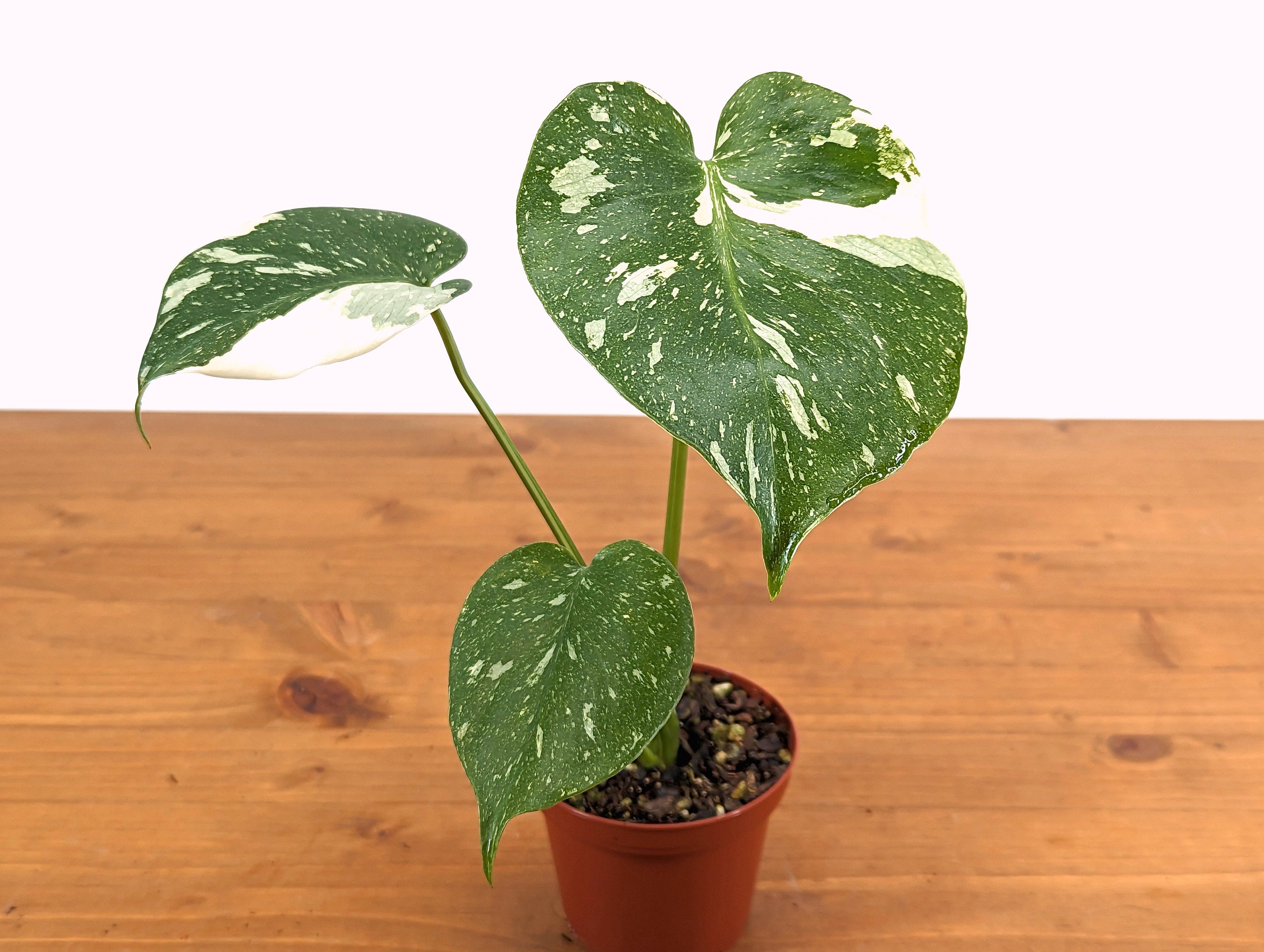Monstera Thai Constellation 3 inch pot Approximately 8-12&quot; tall