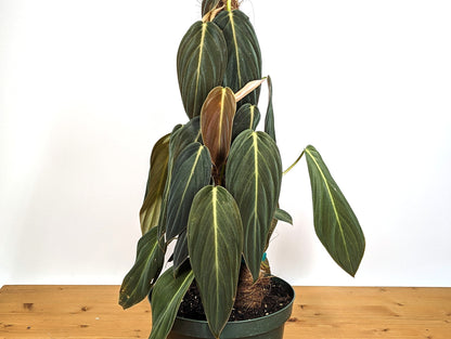 Philodendron Gigas FREE SHIPPING- 3 inch pot Live House Plant