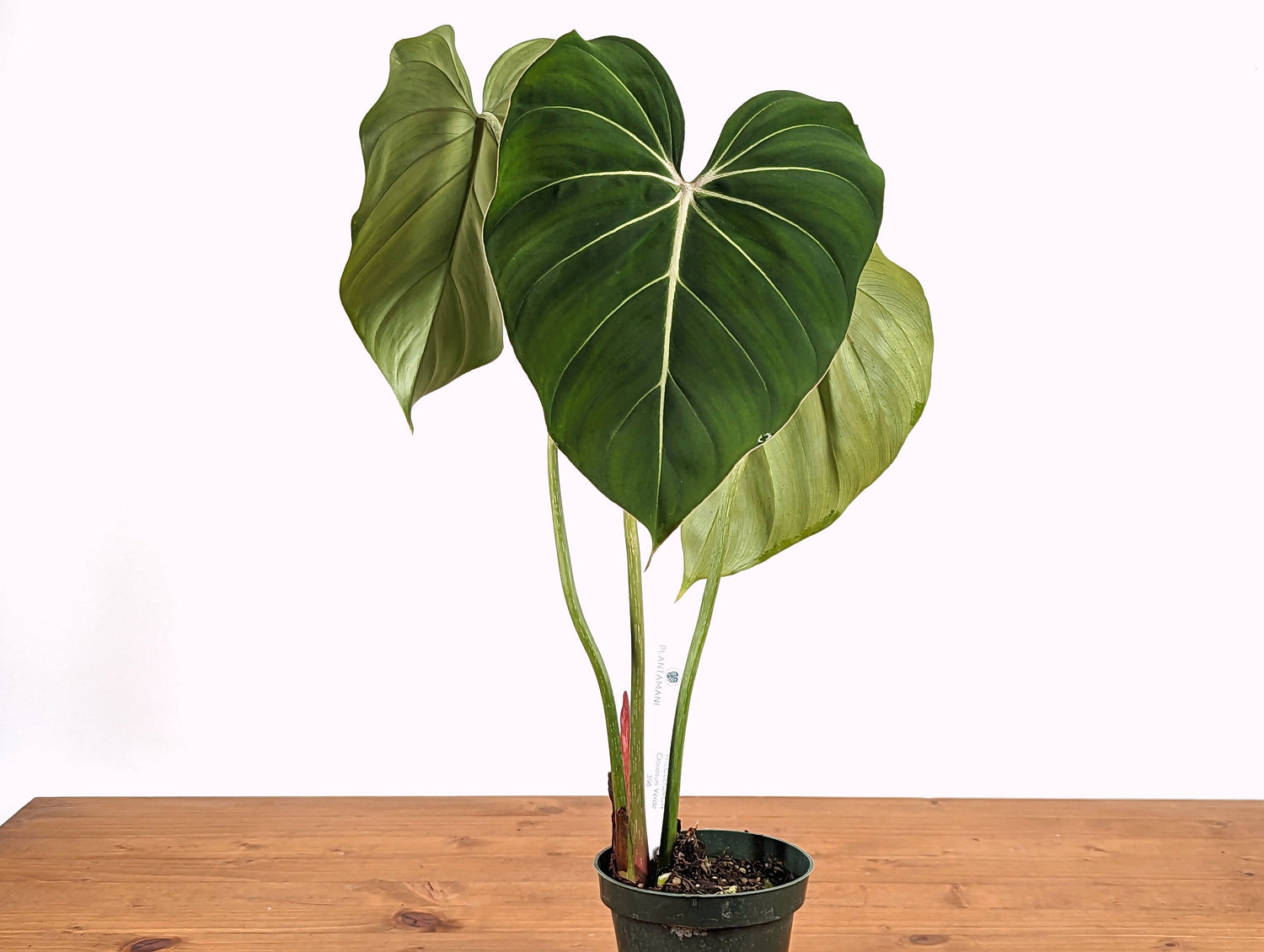 Philodendron Gloriosum Verde - 4 inch pot Live Tropical Houseplant Grows in a Crawling Terrestrial Manner Great for Window Boxes