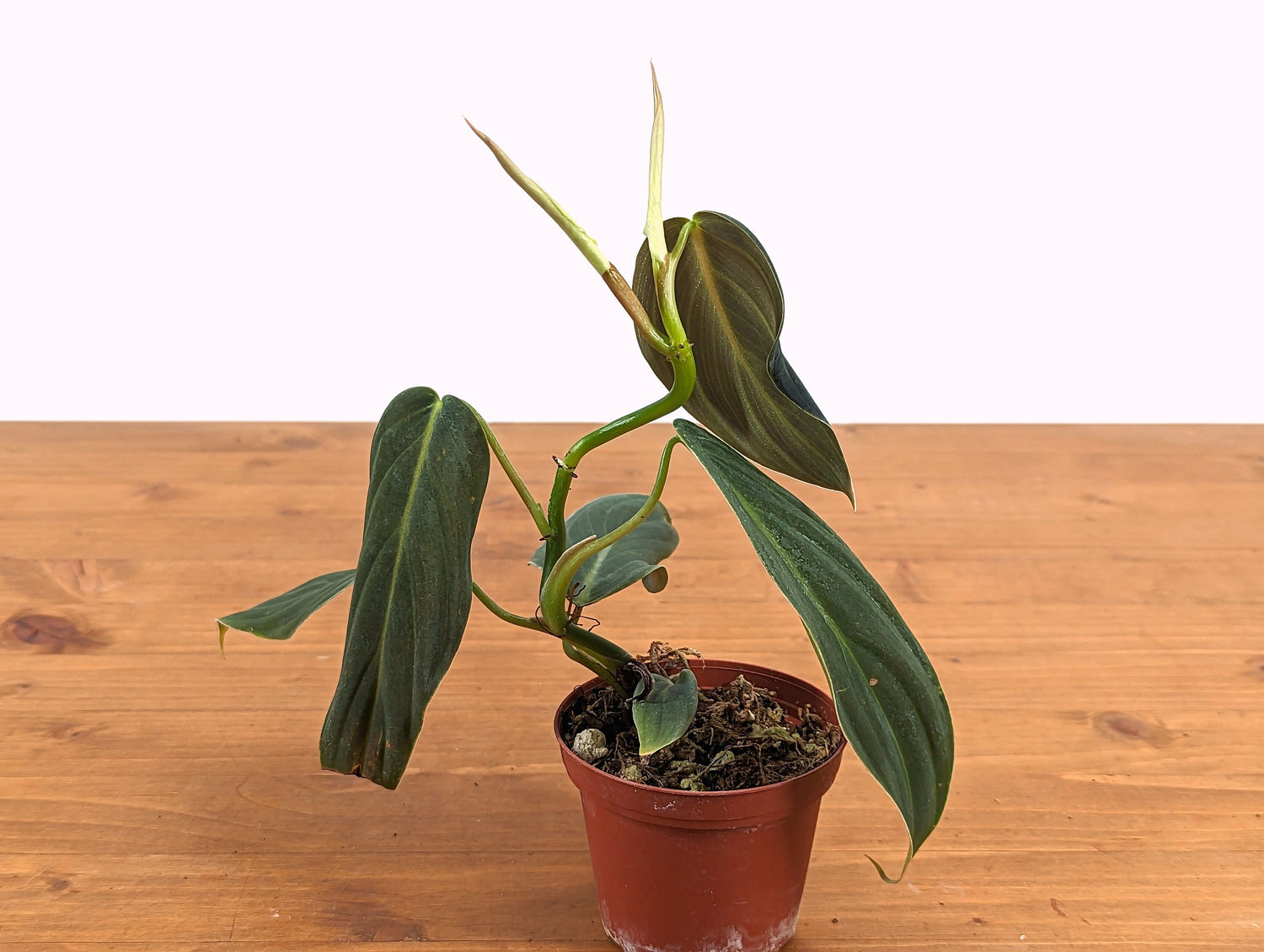 Philodendron Gigas FREE SHIPPING- 3 inch pot Live House Plant