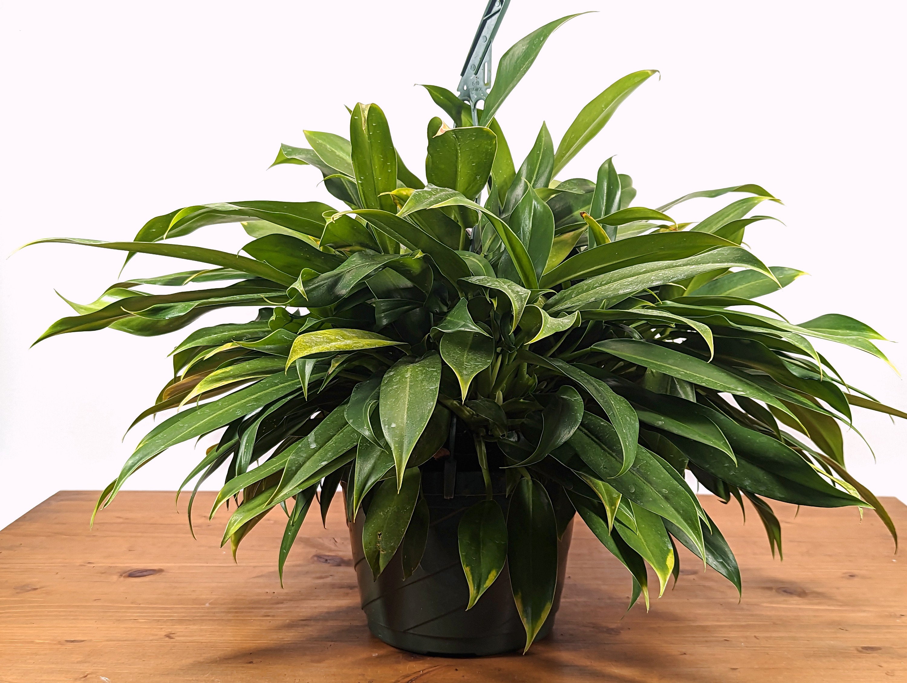 Philodendron Little Phil | 8 inch hanging basket Over a FOOT Tall!