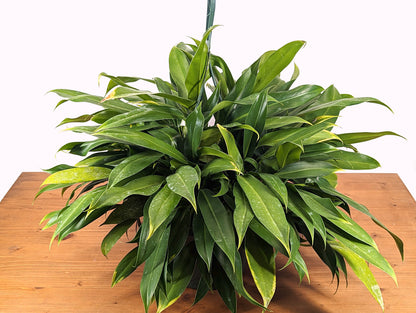 Philodendron Little Phil | 8 inch hanging basket Over a FOOT Tall!